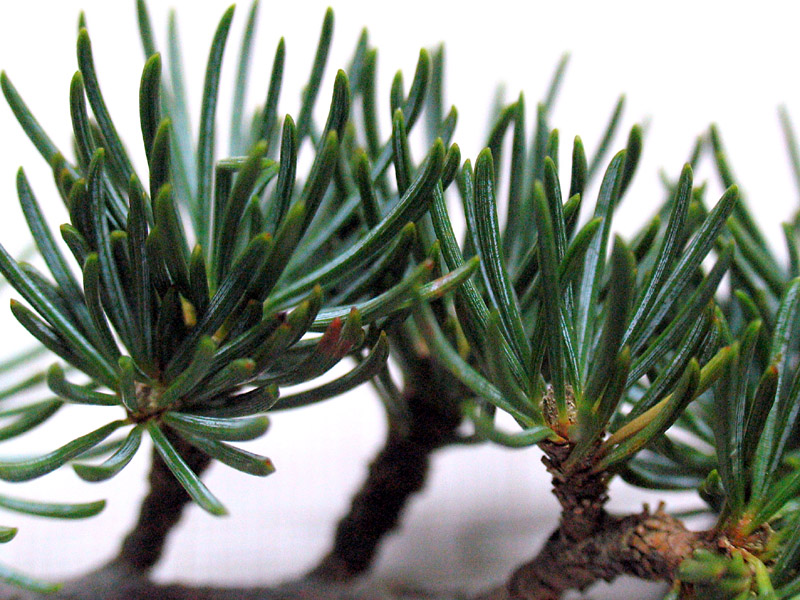 Cedrus atlantica (Endl.) Carriere / Cedro d''Atlante
